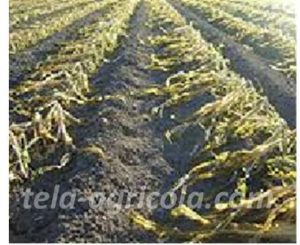 Daños en cultivo por bajas temperaturas
