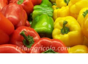 pimientos