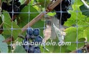 malla anti pájaros en berries